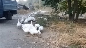 ГУСИ ГУСИ ГА ГА ГА  жили у бабуси два весёлых гуся