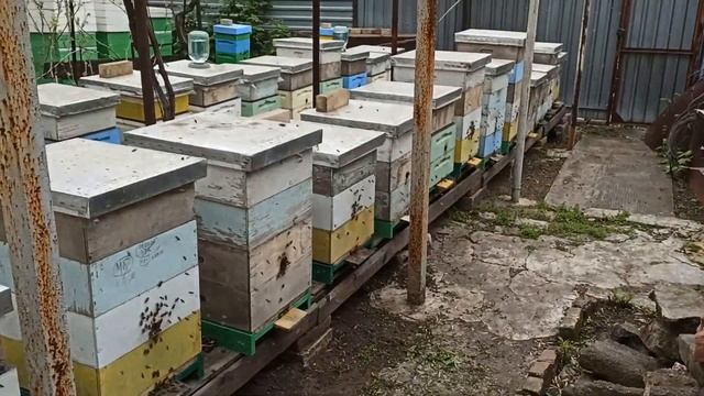 Сравнение развития в Пеноулик смотреть онлайн