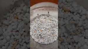 Посадка семян адениумов в перлит