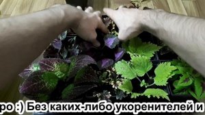 САЖАЮ колеусы ТАКИМ СПОСОБОМ, и СРАЗУ получаю ПЫШНЫЕ КУСТЫ. Avatar, Alabama Sunset, Saturn и пр.