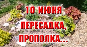 10 июня. Пересадки, прополка, обработка от вредителей и болезней