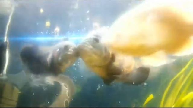 Кормление Астронотусов рубленным сердцем) смотреть онлайн