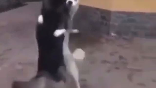 смешные животные (часть 7) смотреть онлайн