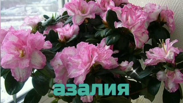 Естественные очистители воздуха! Помощь асматикам и аллергикам! смотреть онлайн