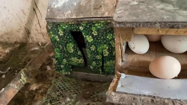 Какие Куры Несутся Круглый Год Яйца Зимой и Летом
