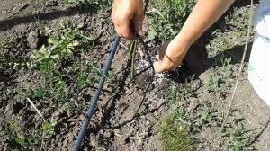 Комплексная весенняя подкормка ежевики и голубики