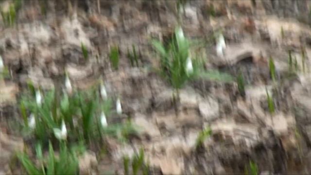 Подснежники 2020 смотреть онлайн