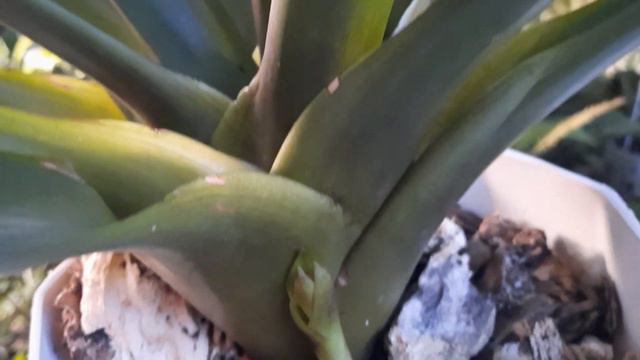 bromelia guzmania todo lo que debes saber de esta bella planta ,cuidados,símbolo,beneficios etc смотреть онлайн