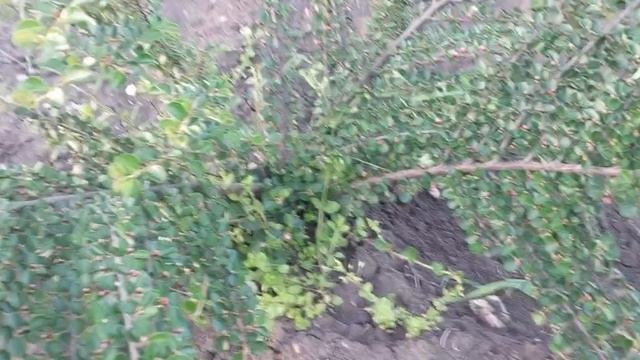 583.Кизильник стригу его не жалею. смотреть онлайн