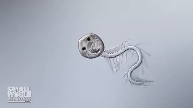 Личинка печеночной двуустки смотреть онлайн