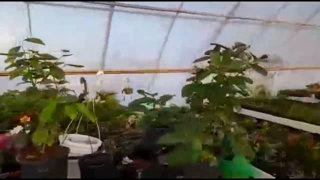 Оборудование тёплой теплицы