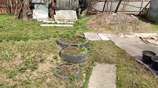 Где как купить Рассаду Одинцово у меня Все сорта проверенные для Подмосковья смотреть онлайн