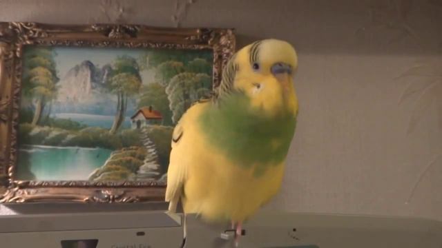 Весёлый Арчик,говорящий  попугайчик