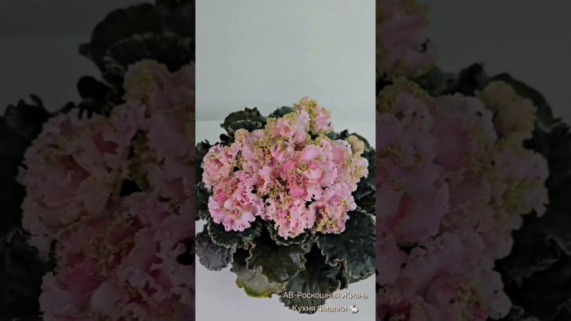 фиалка АВ-Роскошная Жизнь.  Кухня Фиалки . fialki.of.by