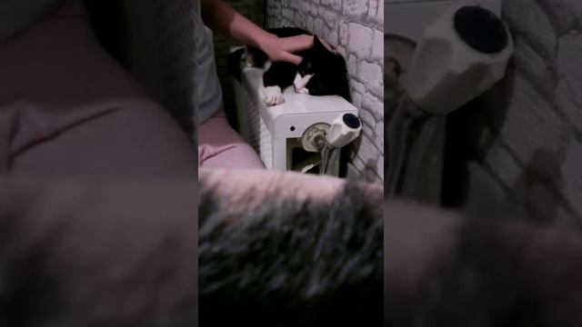 Моя кошка Тайра смотреть онлайн