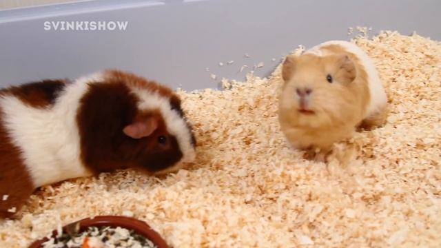 ПЛЮСЫ и МИНУСЫ содержания МОРСКИХ СВИНОК / SvinkiShow смотреть онлайн