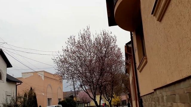 Мукачеве. Зацвіла декоративна слива. 30. 03. 2023 смотреть онлайн