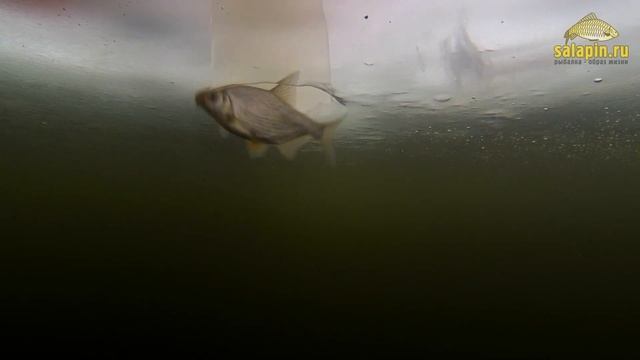 Экшн-рыбалка. Густера, мормышка, Угличское водохранилище. [salapinru] смотреть онлайн