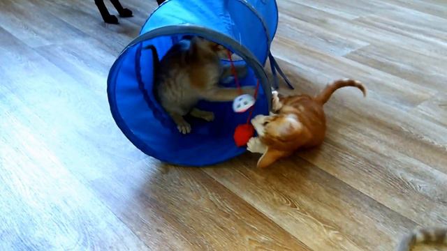 Ориентальные котята играют