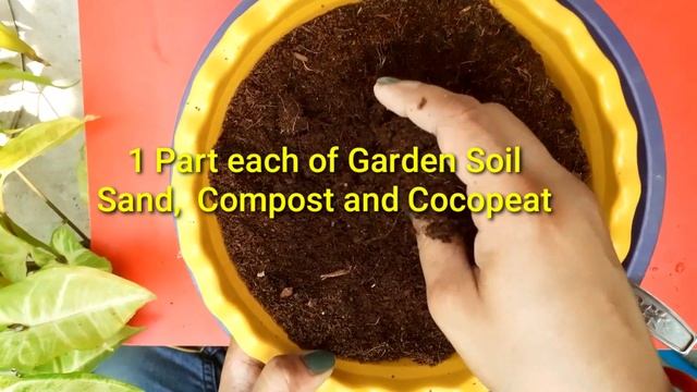 How to grow Syngonium Wendlandii care, propagation, and soil mix смотреть онлайн