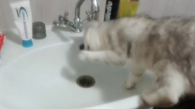 котенок Британская шиншилла
