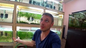 Аквариум Гуппи Уход