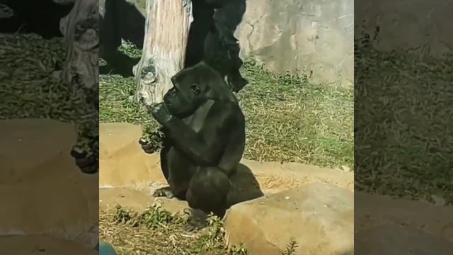 Московский зоопарк.ОБЕЗЪЯНЫ смотреть онлайн