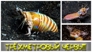 САМЫЙ ЖУТКИЙ ХИЩНИК ОКЕАНА червь боббита, Eunice aphroditois или bobbit worm.