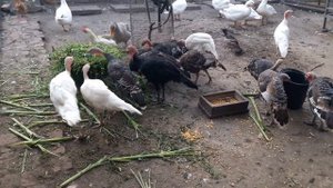 Гибнут Индюки в чём причина? что делать