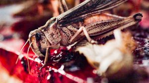 Рой || Русский трейлер || Фильм 2021