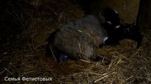 Морозы -50. Телёнок в шубе. Окот романовской овцы.