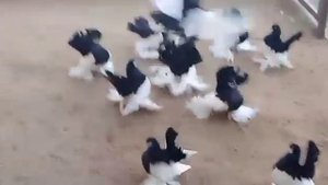 Статные Голуби Петропавловска