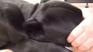 Собака Кане Корсо идет спать и ему не нравится, что его разбудили. #canecorso