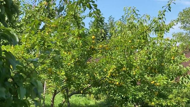 Груша Лада. 30 июля 2022. Самарская область смотреть онлайн