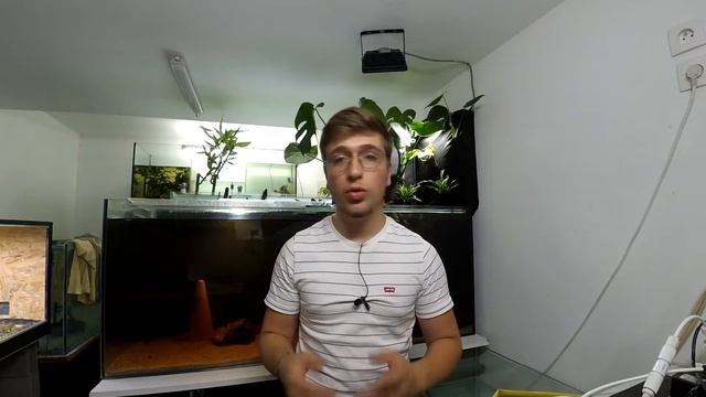 SAGITTARIA SUBULATA (Origine, maintenance, bouturage) смотреть онлайн