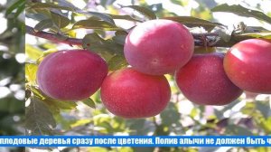Посадка алычи и уход