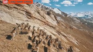 ПАМИР -МУРГАБ. С ВЫСОТЫ ПТИЧЬЕГО ПОЛЁТА