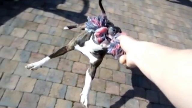 COMPILATION TEST SLOW MOTION 120 FPS NIKON COOLPIX S6500 (AMSTAFF FOOTAGE) смотреть онлайн