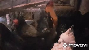 КУРЫ Породы УХЕЙИЛЮЙ.