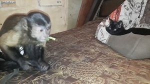 Интересные факты о капуцинах.