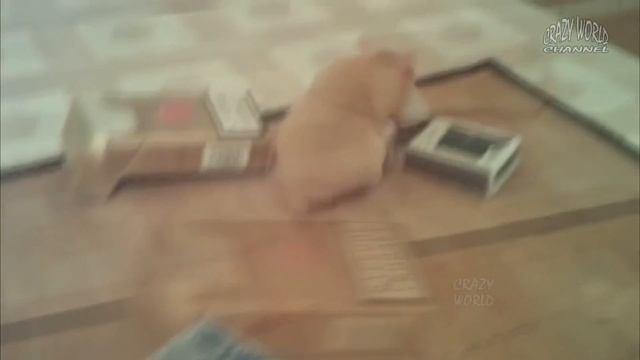 Бывают ли блохи у хомяков смотреть онлайн