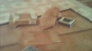 Бывают ли блохи у хомяков