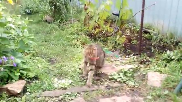 Кошечка Кесси на даче смотреть онлайн