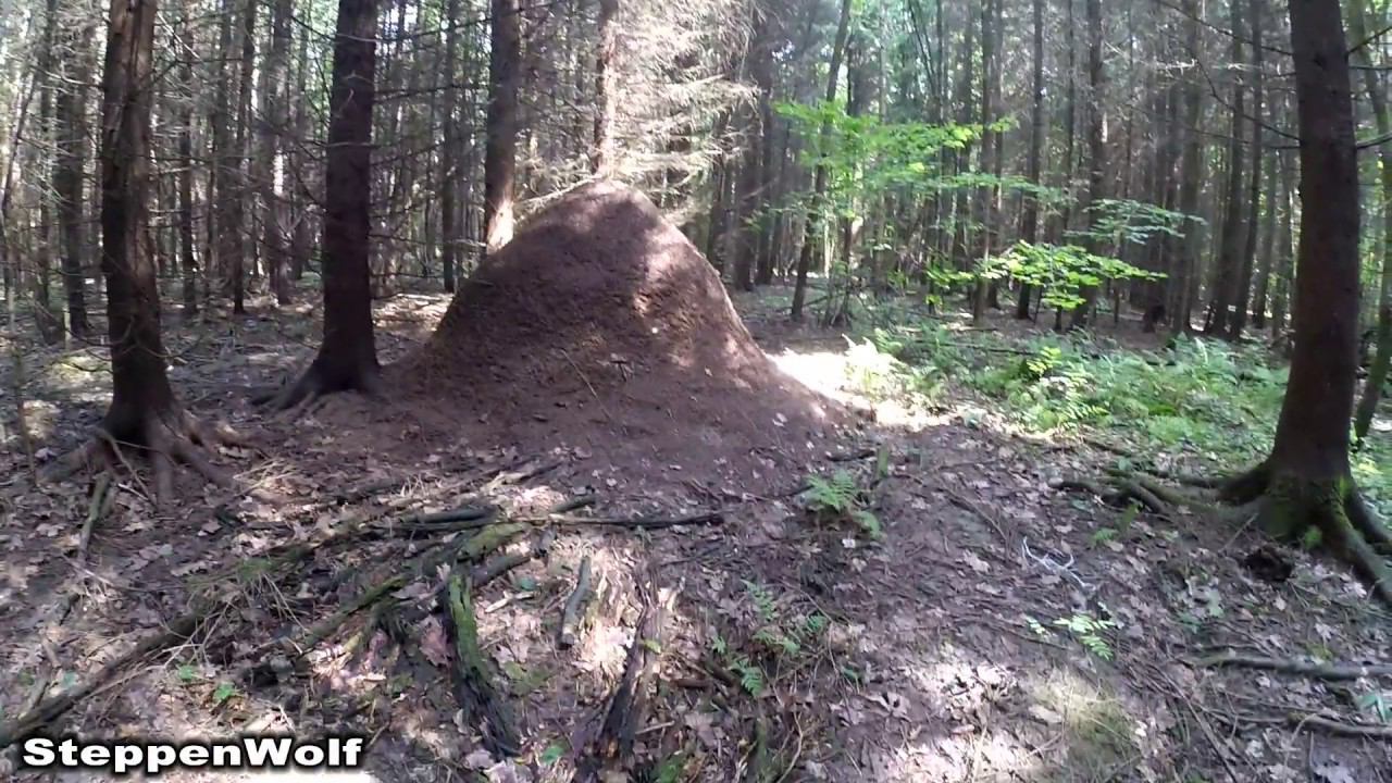 Москва - Питер / Муравейники / Взгляд натуралиста / Когда один в лесу