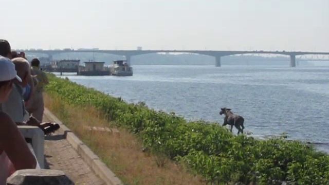 Лось на набережной Костромы