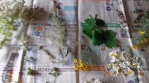 противопаразитарный сбор на заварку. чистотел, полынь,  пижма, тысячелистник и другие