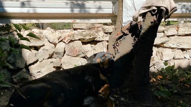 А как спит, ваша собака? смотреть онлайн