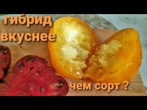 БУДЬТЕ ОСТОРОЖНЫ.Можно остаться без урожая.Томаты от Мязиной. ГИБРИД ТОМАТА вкуснее СОРТА?