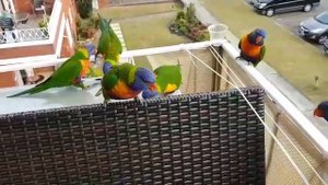 Нашествие Многоцветных лорикетов на балкон в Австралии шум и гам Rainbow lorikeet
