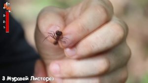5 САМЫХ БОЛЕЗНЕННЫХ УКУСОВ НАСЕКОМЫХ